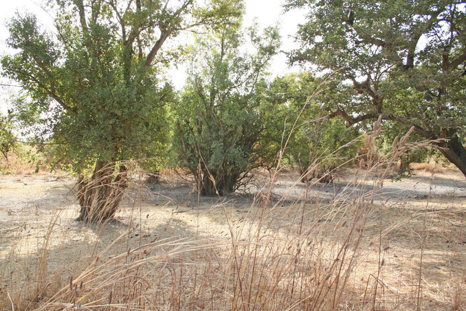 The view east from the Confluence