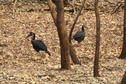 #10: A pair of Abyssinian Ground Hornbills searches for prey