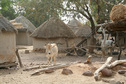 #8: One of many widely scattered Peul (Fulani) villages in the pastoral zone