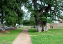 #8: Baobab tree close to the road in Mbos