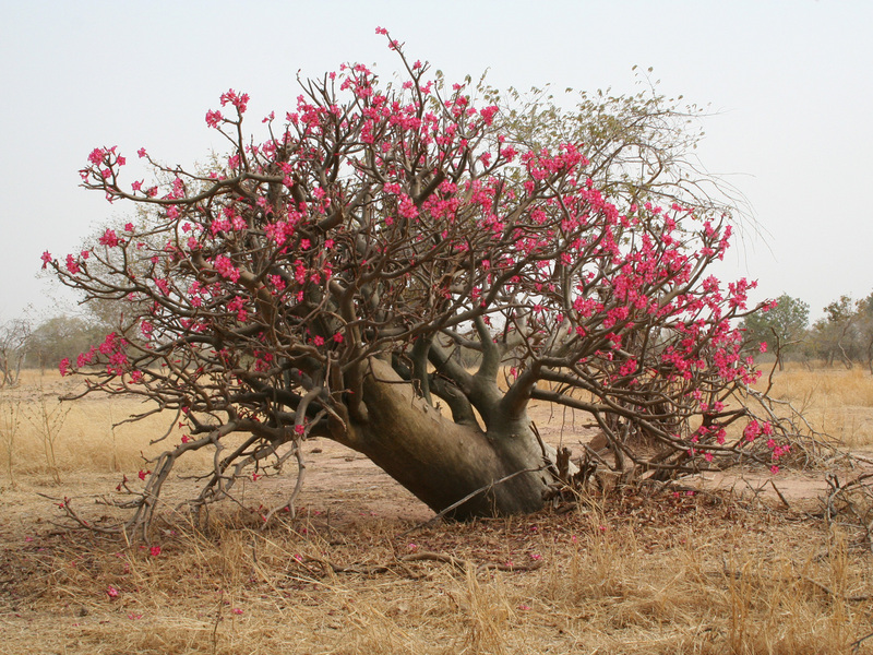 A flowering Adenium obesum plant