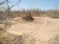 #10: Typical termite and surrounding bare area, one of thousands like it