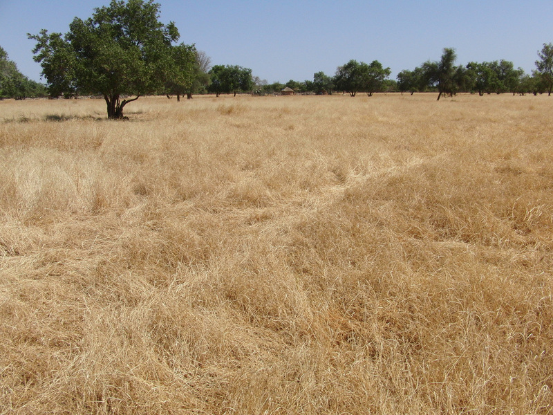 Grassland at the Confluence