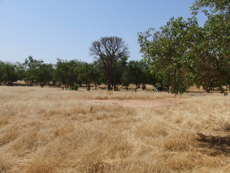 Grassland to the West