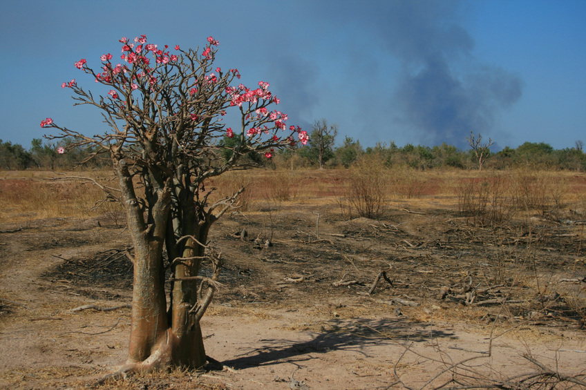 Desert rose and bushfire