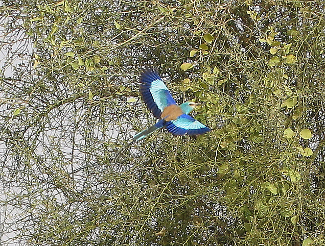 Abyssinian rollers were among the more common birds in the area