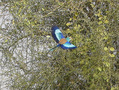 #9: Abyssinian rollers were among the more common birds in the area