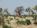 #7: Baobab northward