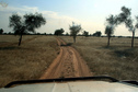 #8: Red double-track across straw-yellow plain