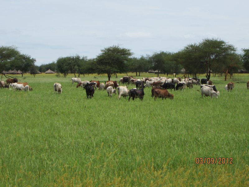 Cattle are highly valued by local people