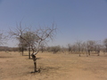 #4: Local landscape in Dafra