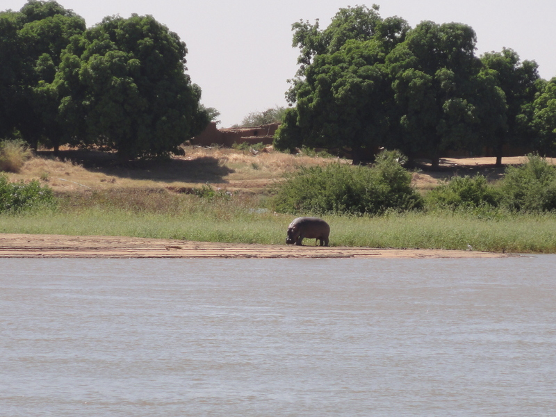 Grazing Hippo 