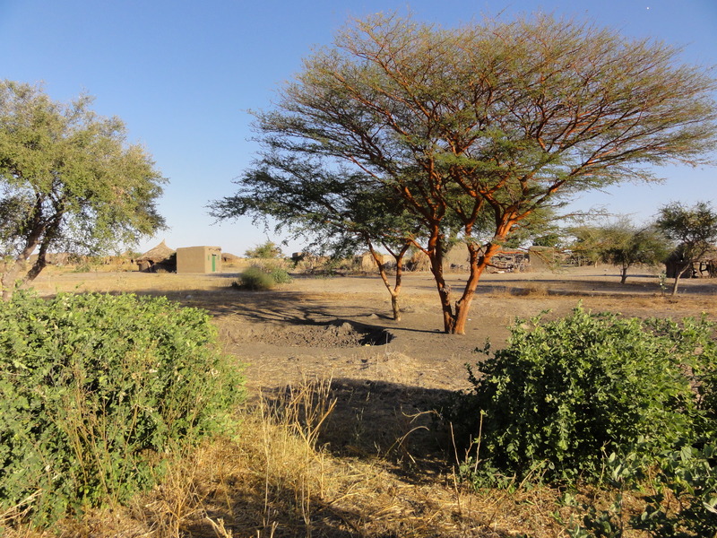 Red Talha in the sunset