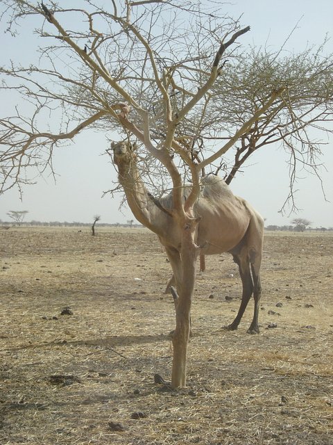 Dromedary