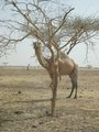 #10: Dromedary