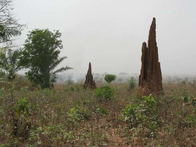 Termite hills