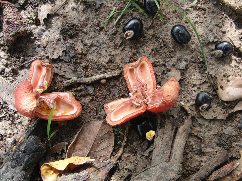 A fruit never seen before. Maybe some kind of fig?