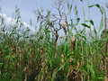 #5: Closeup of Confluence in the middle of a corn field