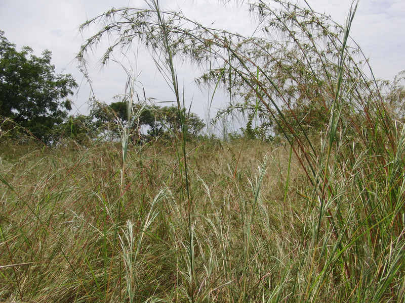 South of the Confluence