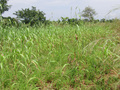 #5: Closeup of Confluence at the maize field