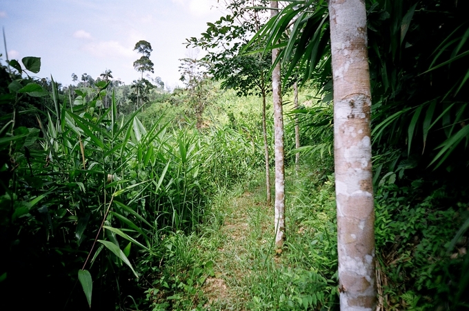 General - CP is at the leftmost rubber tree