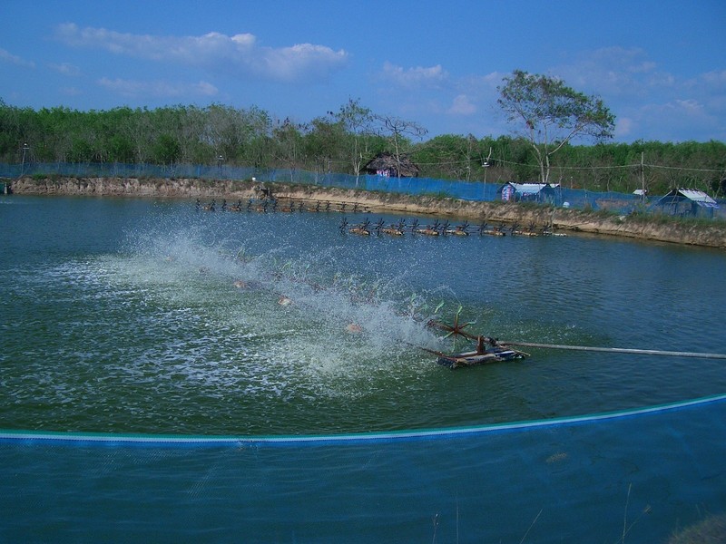 Getting oxygen into the water for the shrimps