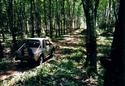 #8: Driving through the rubber plantation near N9 E99