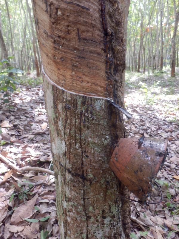 Rubber Tree