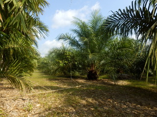 #1: The Confluence from 25 m distance