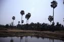 #3: View south; fruit for sugar making comes from these tall trees