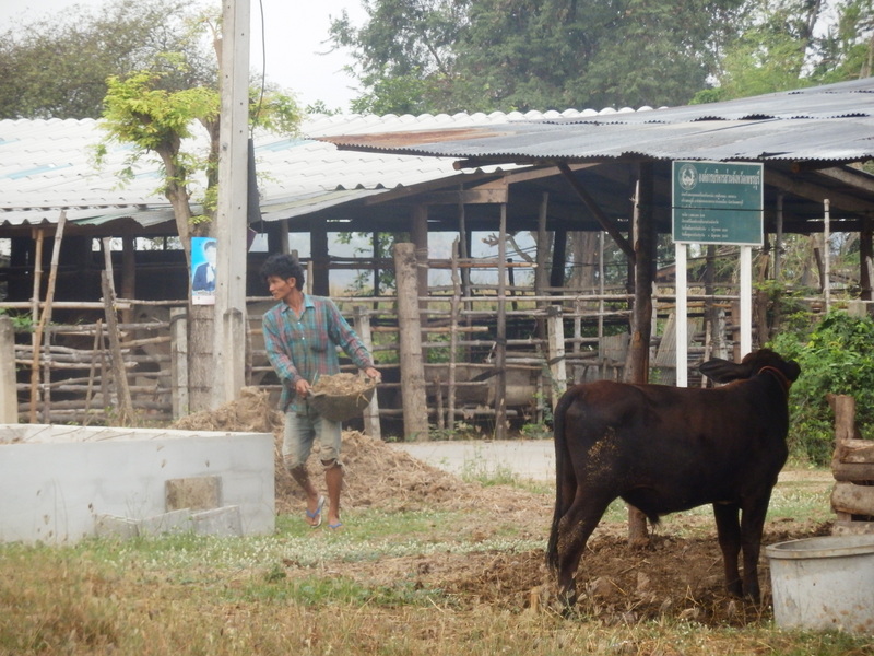 The Cattle Farmer