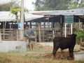 #9: The Cattle Farmer