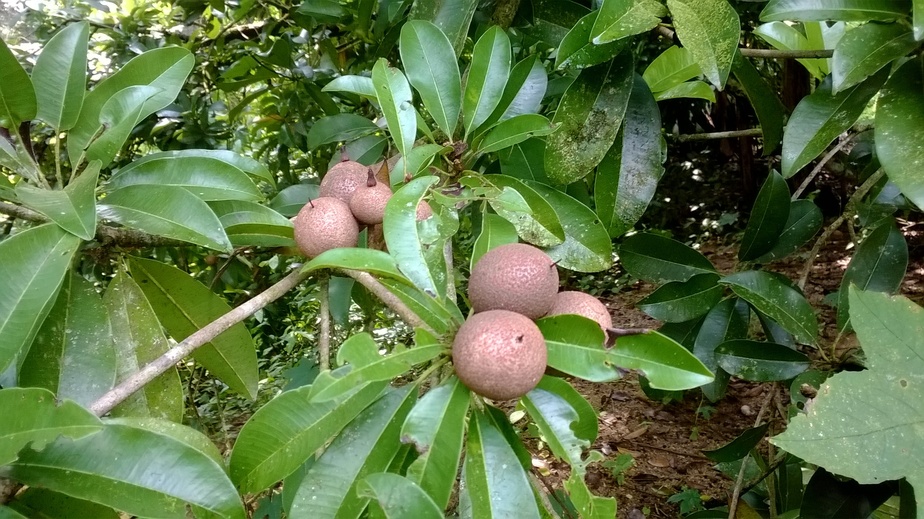Sapodilla fruit (ละมุด) (Lamoot)