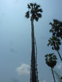 #7: Would you climb this for some palm sugar?