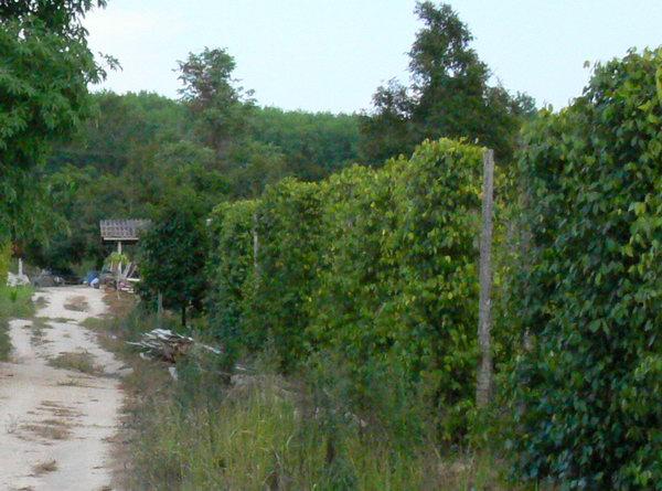 View to the East and farmers house in background