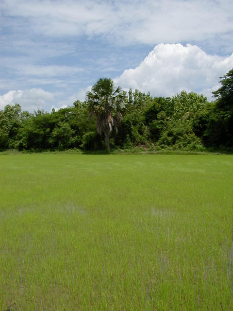 View from confluence looking SSE across a rice paddy. Thailand is the world's largest exporter of rice (followed by USA and Vietnam) with 15% of the country lying beneath flooded rice fields. About 60% of the Thai labor force are engaged in agriculture (r