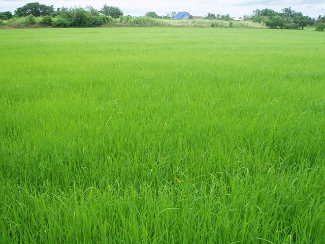 The Confluence point - lush green field.