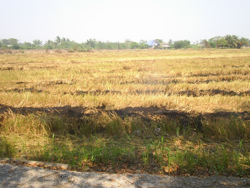 On the road, looking towards CP (15 m north into field)