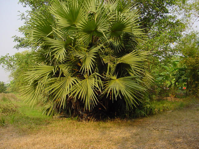 Big palm trees at 14N 101E