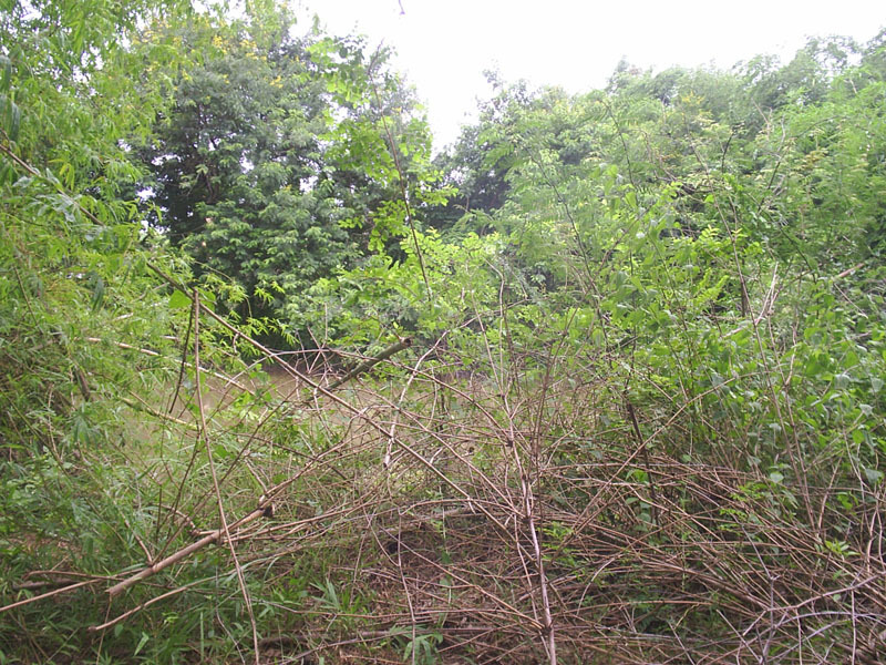 View south from the confluence