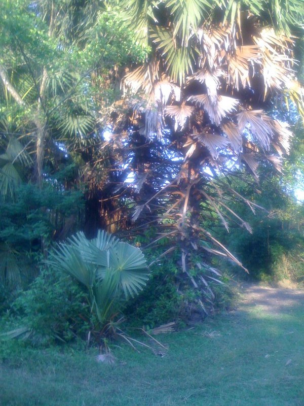 behind this tree you will find the confluence point