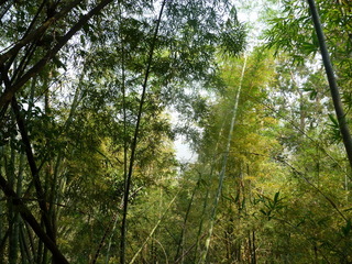 #1: General view in the direction of the confluence.  If you look carefully you can see big mountains behind the bamboo trees.