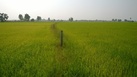 #5: West