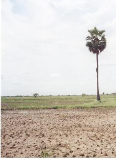 #1: View east of the confluence