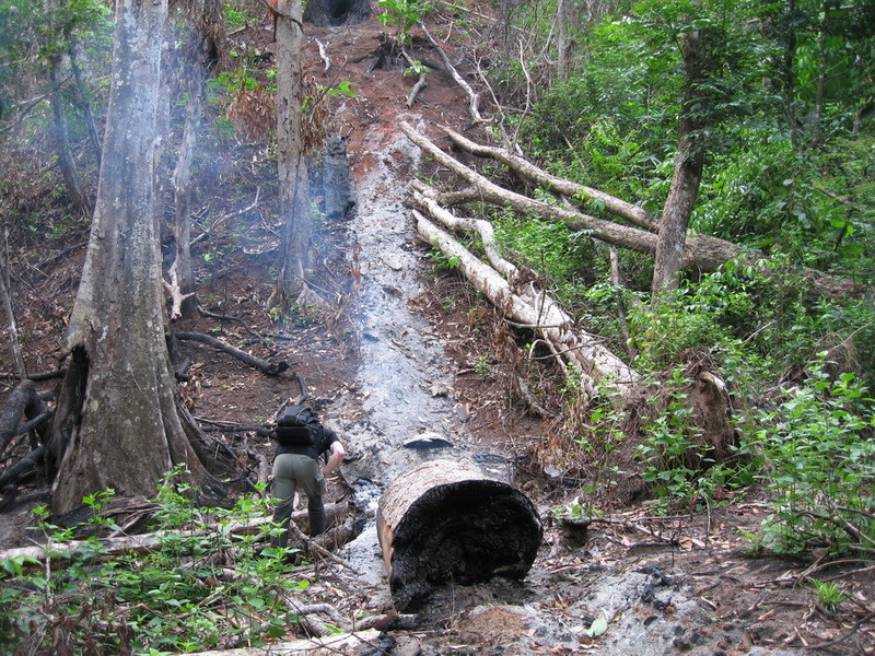 A tree still smoldering from lightning