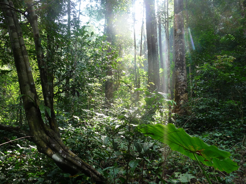 There were swaths of deep jungle between the river crossings.