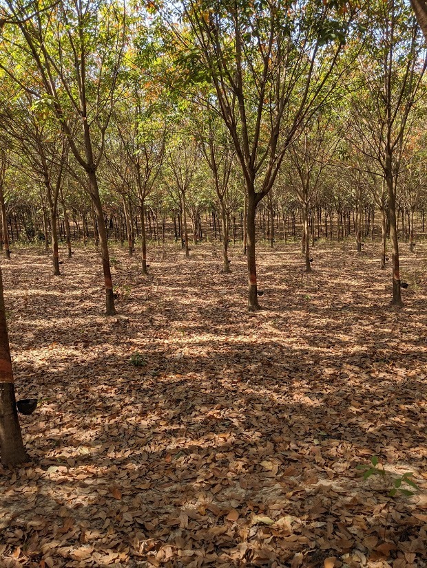 Rubber tree with collection vessel 