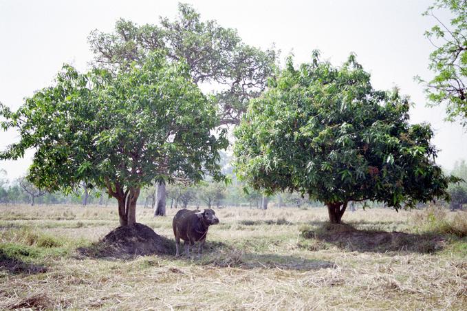 Buffalo guarding fields