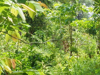 #1: The confluence point -- undergrowth is so dense I got no picture to the East of the point