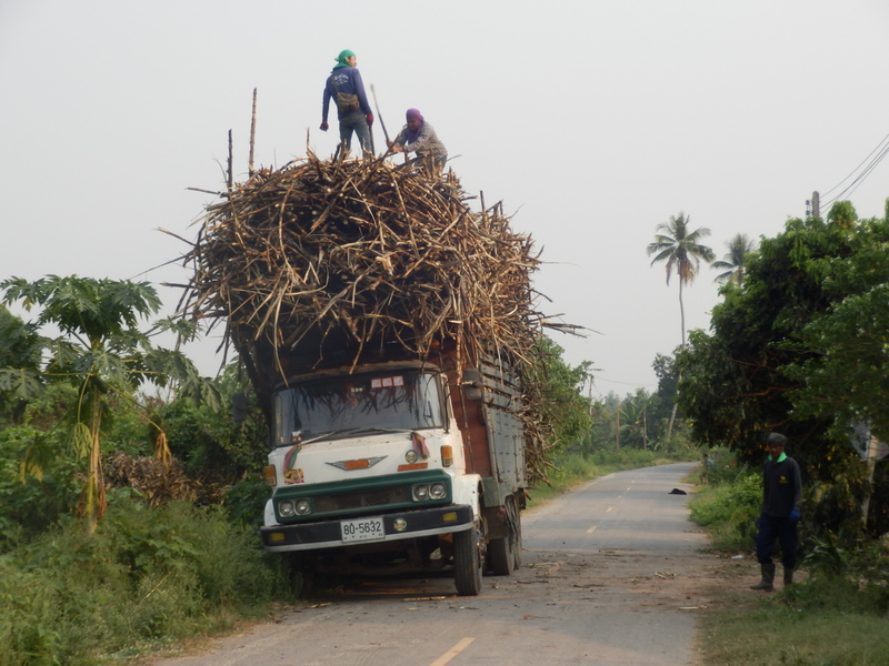Truck Getting Packed with Sugar Cane 